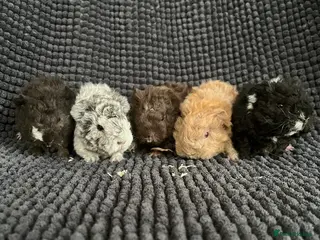 Guinea Pig rodents Lunkarya - Advert 5