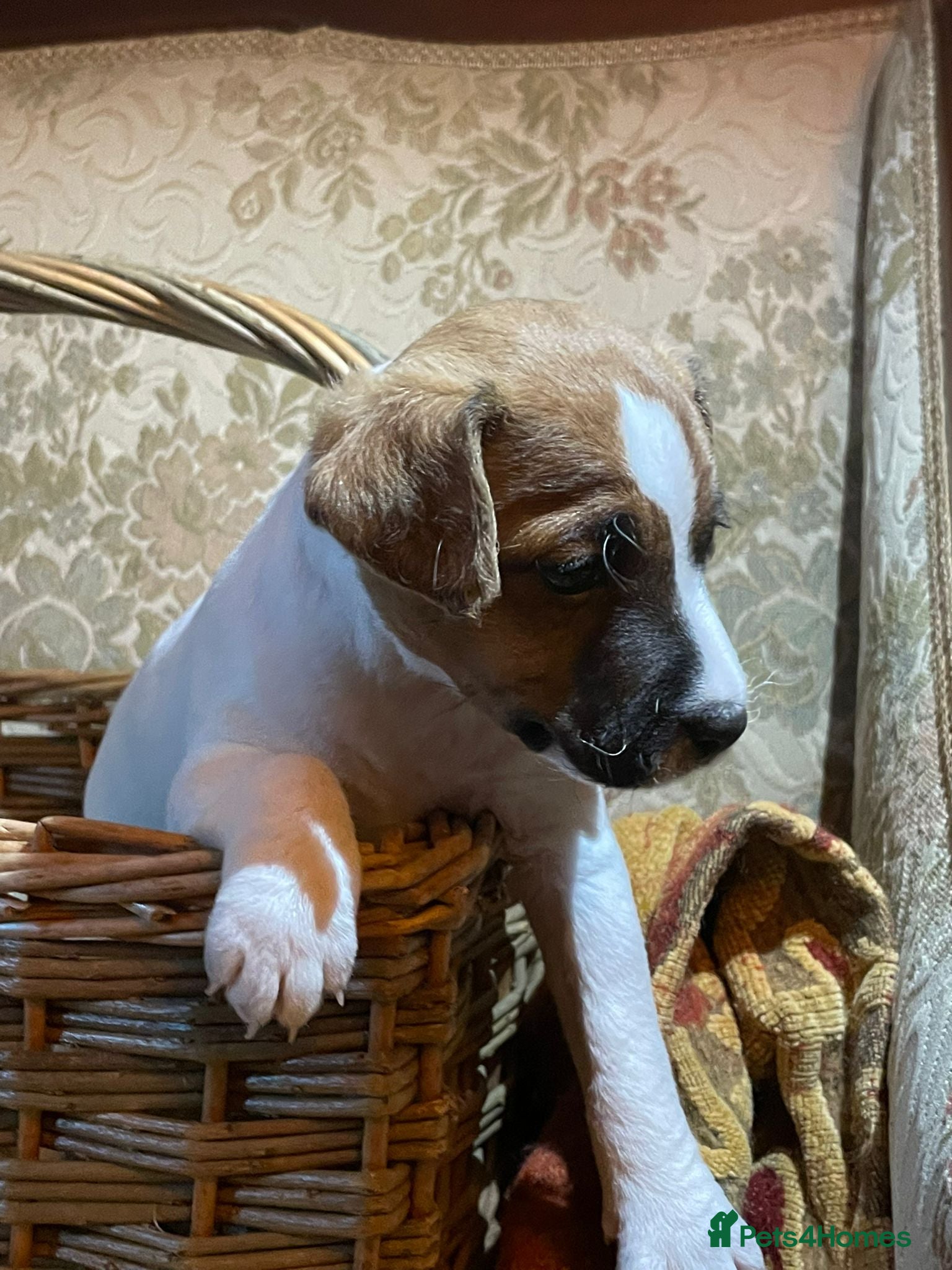 Jack Russell dogs Tremendous JRT pups  - Advert 1