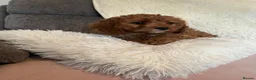 Cavapoo dogs for sale: Outstanding fox red cavapoo puppy - Advert 5