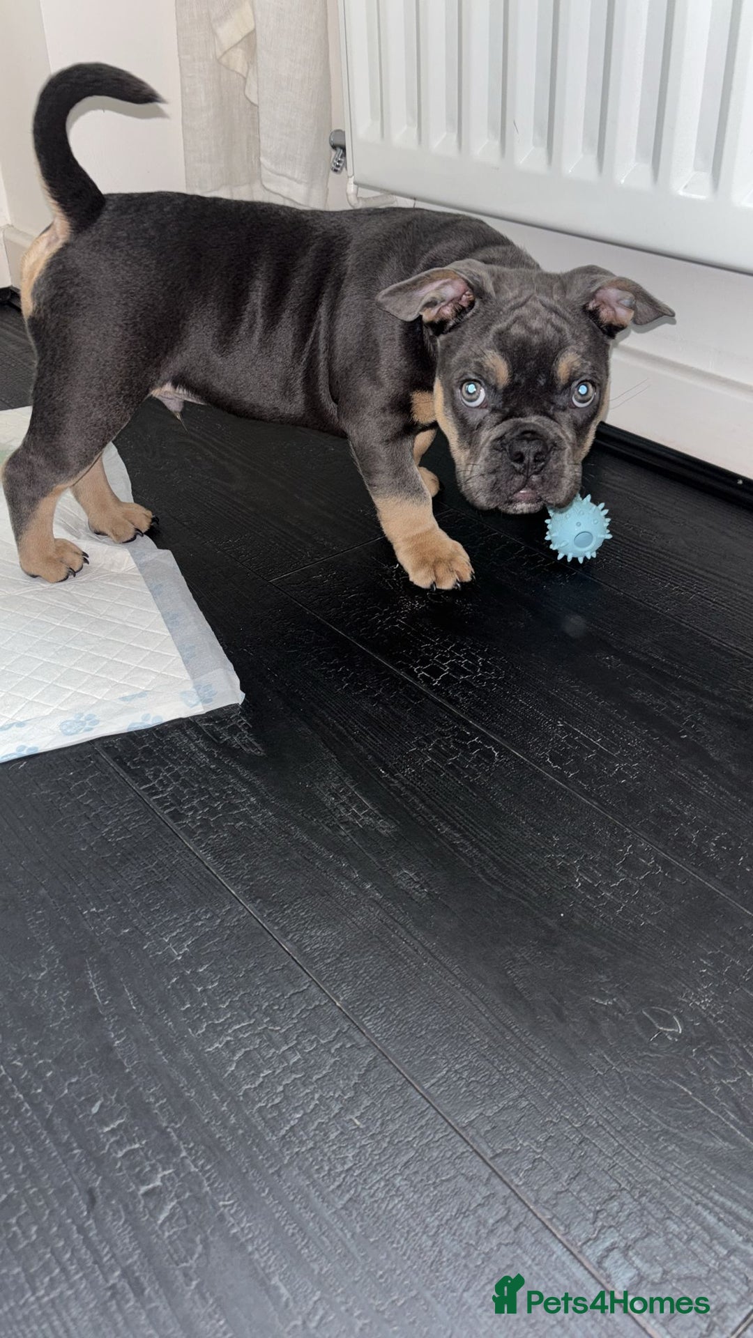 Mixed Breed dogs for sale: Beautiful Tan and Blue Frenchie x English Bulldog - Advert 4