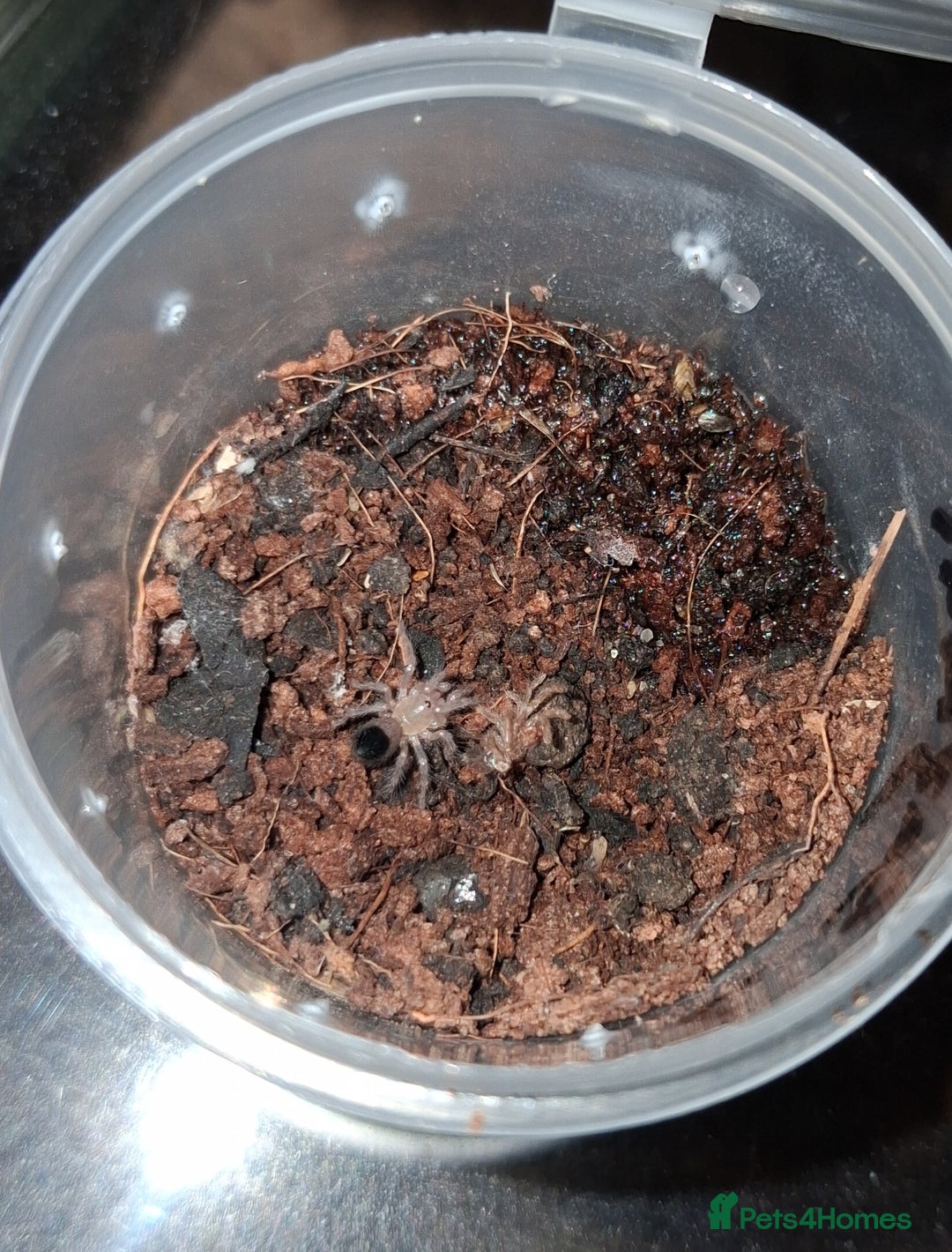 Tarantulas invertebrates for sale: Tarantulas - Image 3
