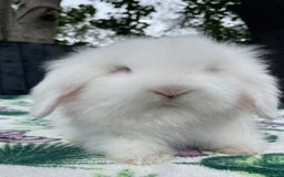 Mini Lion Lop rabbits for sale: Beautiful Teddywidder Boy - Image 3