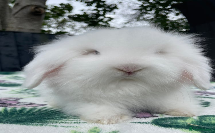 Mini Lion Lop rabbits - Advert 3