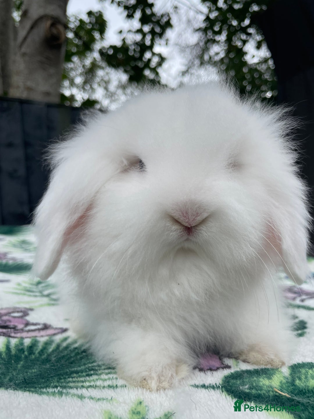 Mini Lion Lop rabbits for sale: Beautiful Teddywidder Boy - Image 3