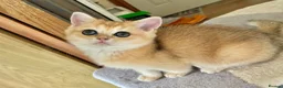 British Shorthair cats for sale: Adorable pure  golden British shorthair kittens - Advert 2