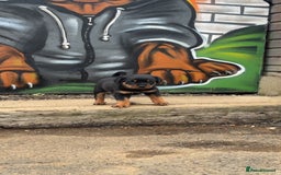 Rottweiler dogs for sale:  Rottweiler Puppies - READY NOW! 2 LEFT!  - Image 28