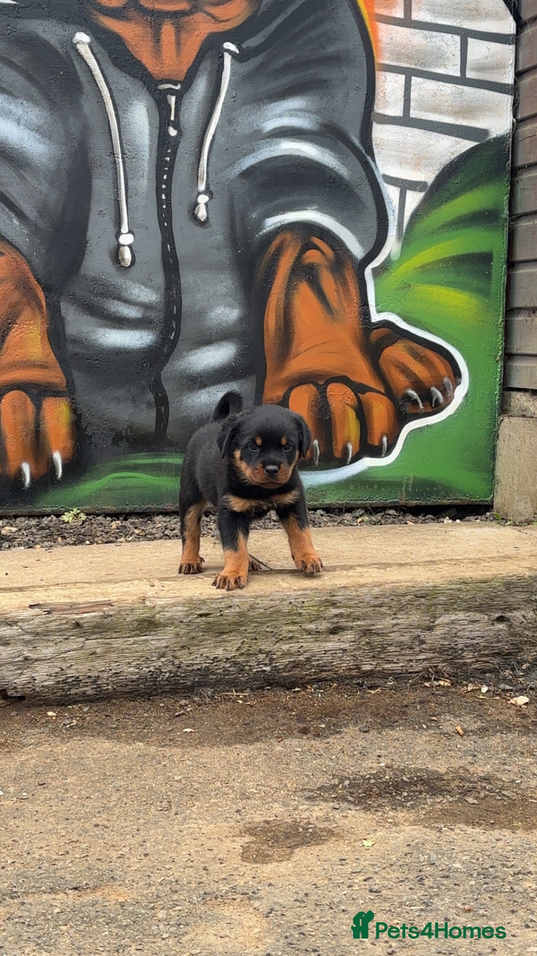 Rottweiler dogs for sale:  Rottweiler Puppies - READY NOW! 2 LEFT!  - Image 28