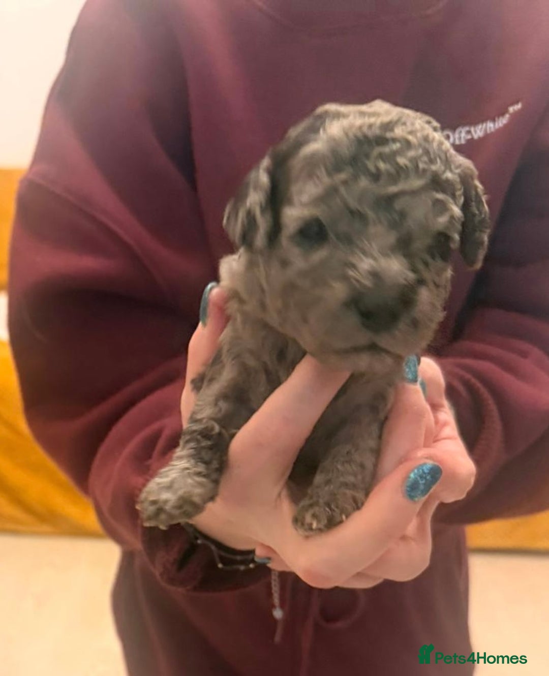 Cockapoo dogs for sale: F2 Cockapoo Puppies - Advert 4