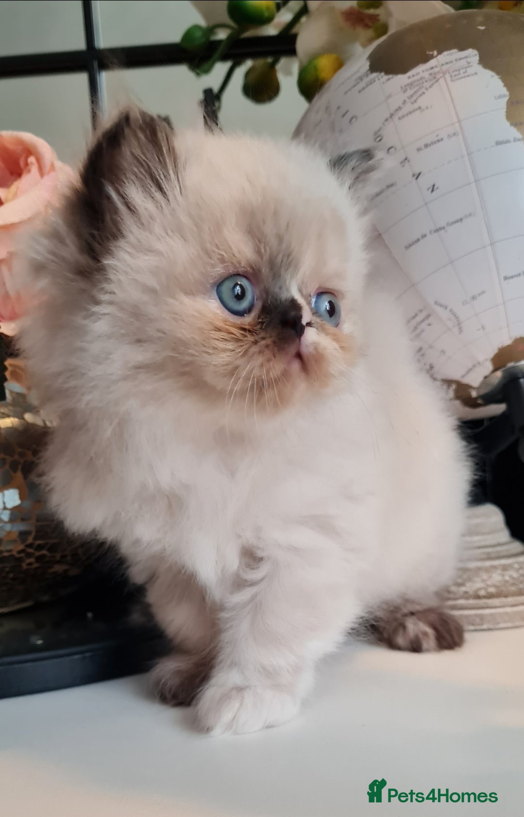 Persian cats Himalayen persian kittens  - Advert 16