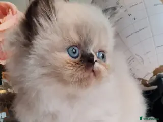 Persian cats Himalayen persian kittens - Advert 4