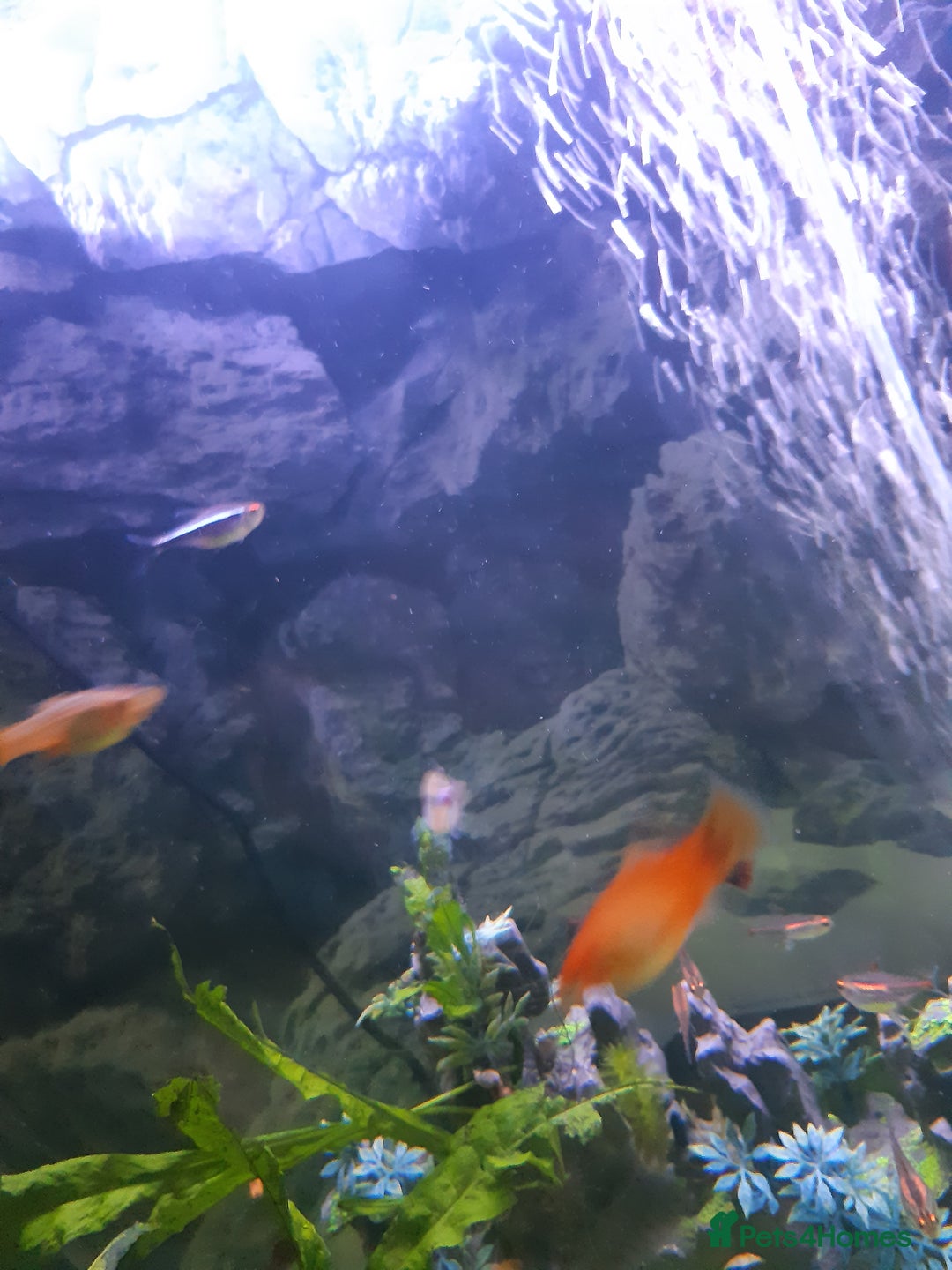 Platies fish for sale: Various sizes of babies  - Advert 3