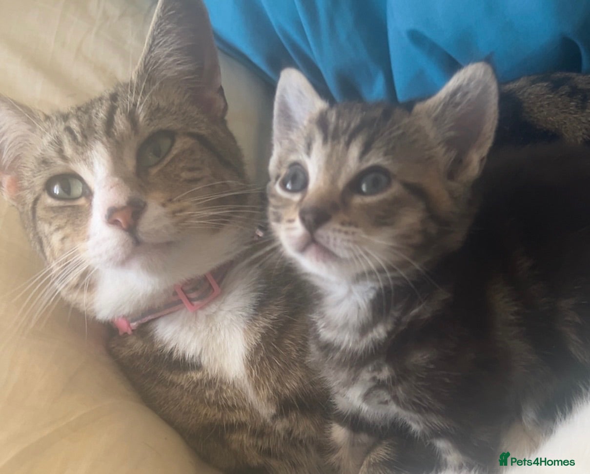 Mixed Breed cats Half Bengal cat - Advert 1