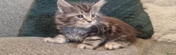 Maine Coon cats for sale: **PURE Maine Coon Kittens** 1 Boy / 3 Girls - Advert 22