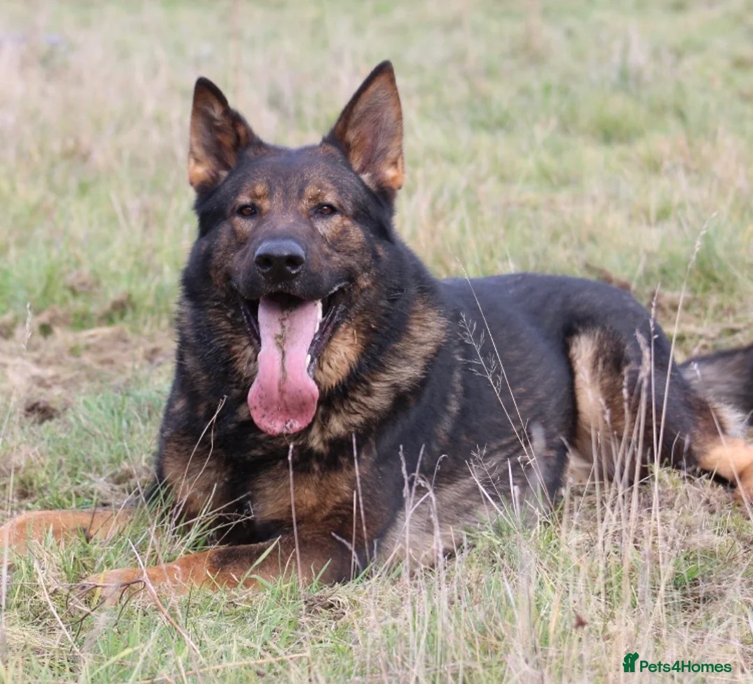 German Shepherd dogs for stud: Bear 🐻 Available for Stud in Birmingham - Advert 4