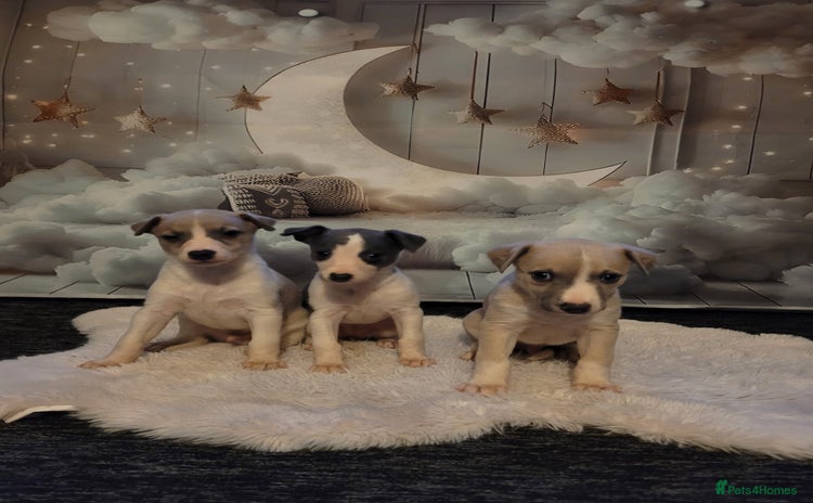 Whippet dogs - Advert 1