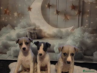 Whippet dogs Stunning kc registerd whippets - Advert 1