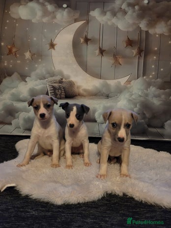 Whippet dogs - Advert 2