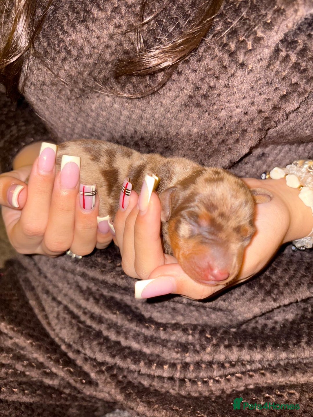 Miniature Dachshund dogs for sale: Miniature dapple daschund puppies for sale - Advert 26