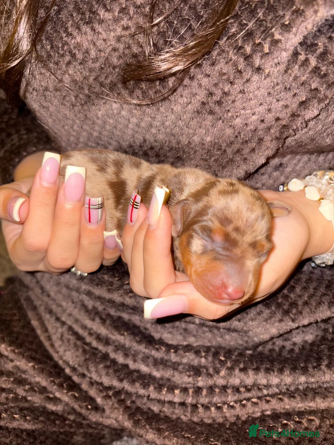 Miniature Dachshund dogs for sale: READY TO GO! dapple/merle daschund puppies - Advert 27