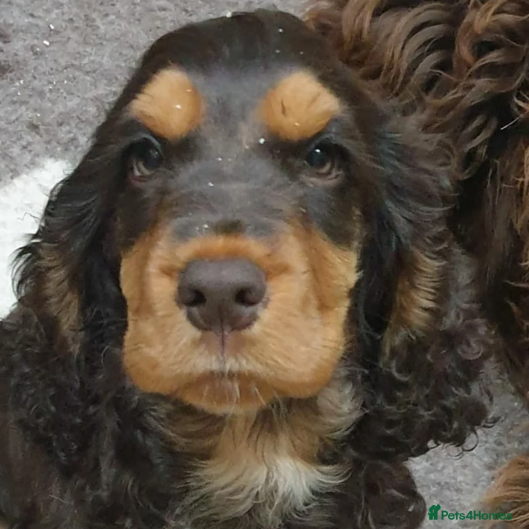 Cocker Spaniel dogs for stud: SHOW COCKER SPANIEL 🐕 health tested stud  in Brentwood - Advert 28