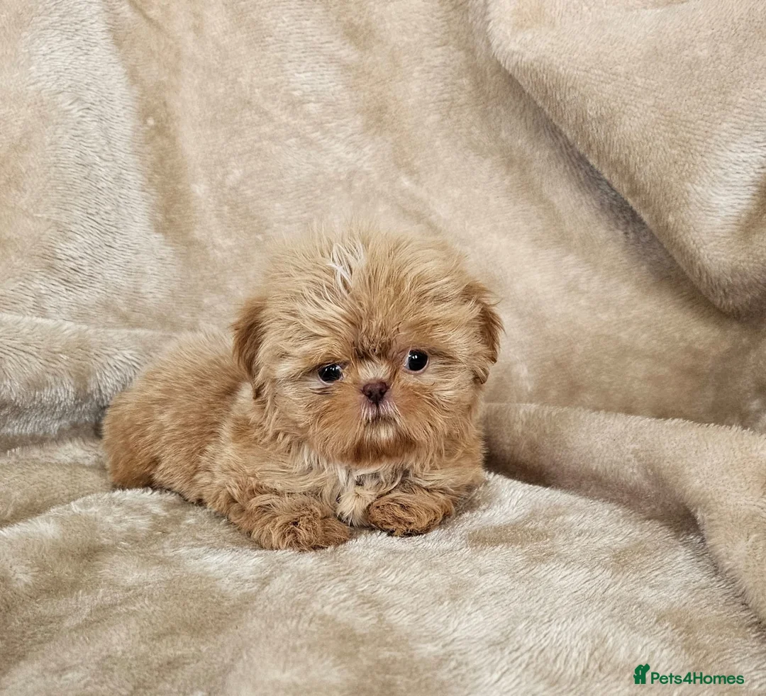 Shih Tzu dogs for sale: Ready now  - Advert 6