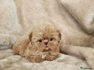 Shih Tzu dogs Ready now - Advert 5