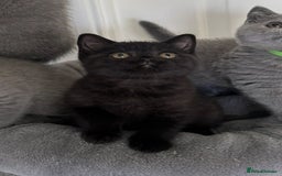 British Shorthair cats for sale: Gccf registered pedigrees kittens - Image 16