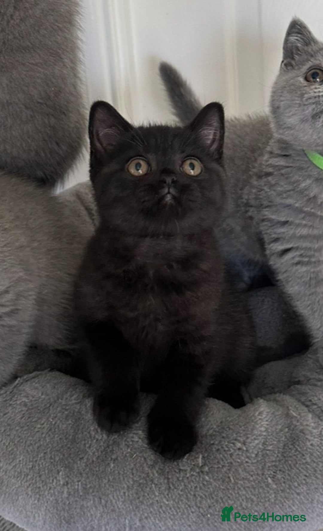 British Shorthair cats for sale: Gccf registered pedigrees kittens - Image 16