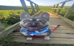 French Bulldog dogs for stud: Captain Cooper 🏅 in Grimsby - Image 4