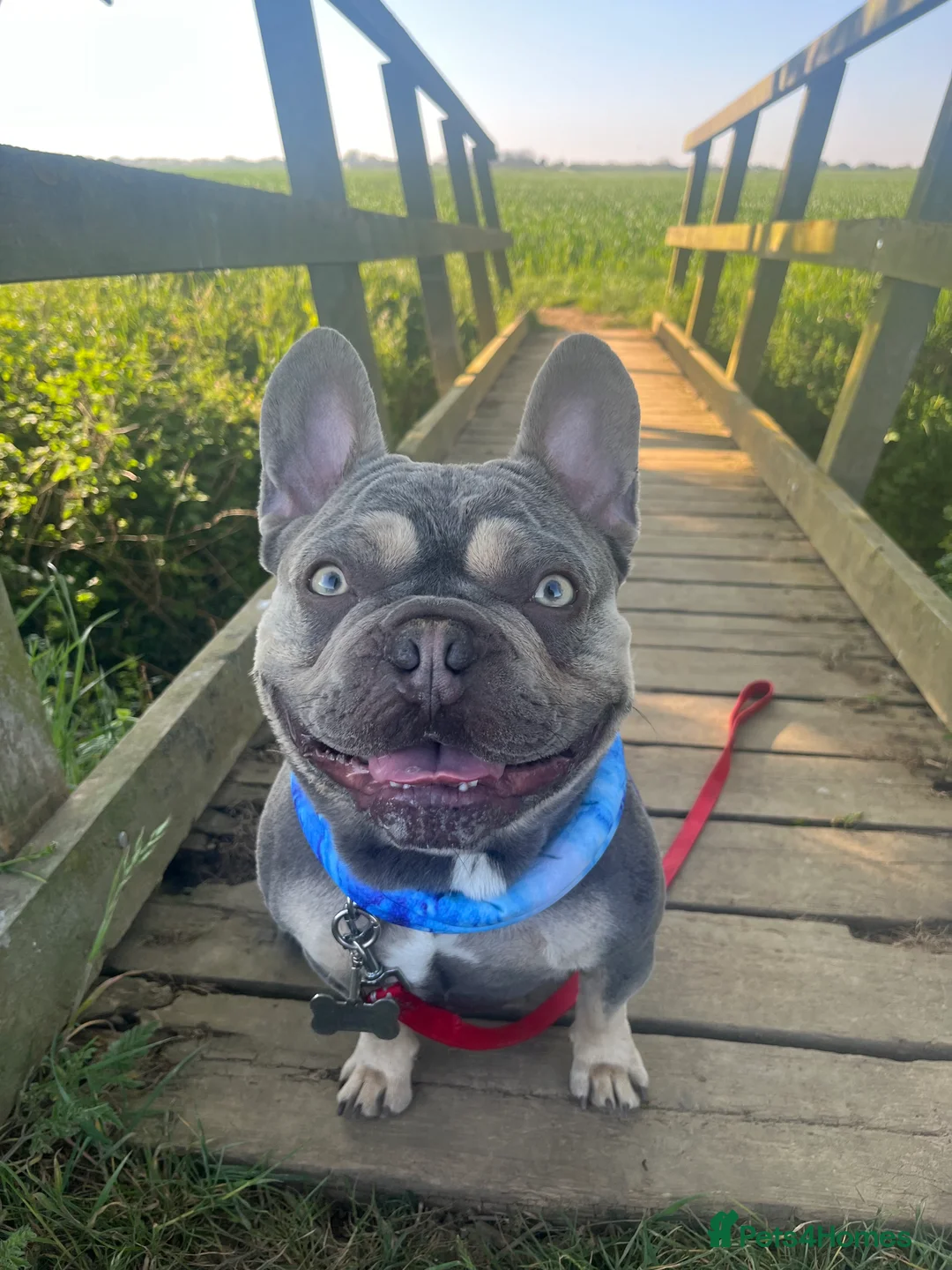French Bulldog dogs for stud: Captain Cooper 🏅 in Grimsby - Advert 4