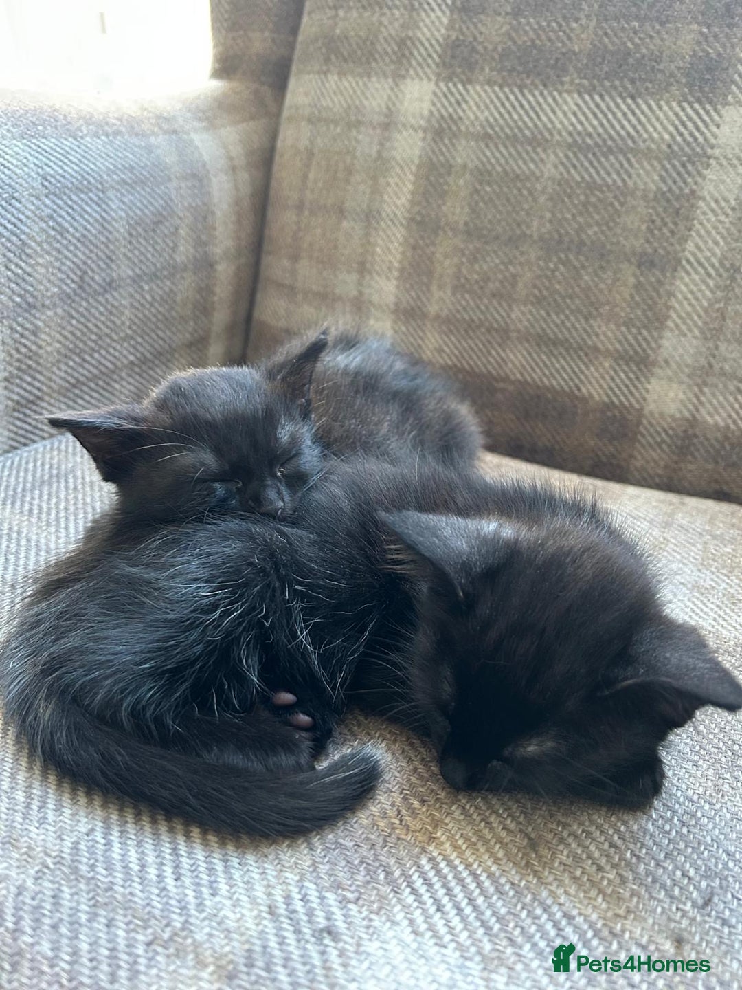 Ragdoll cats for sale:  2half Ragdoll and half domesticshorthair for sale - Advert 10