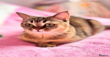 Scottish Fold cats High quality TICA pedigree kittens  - Advert 7