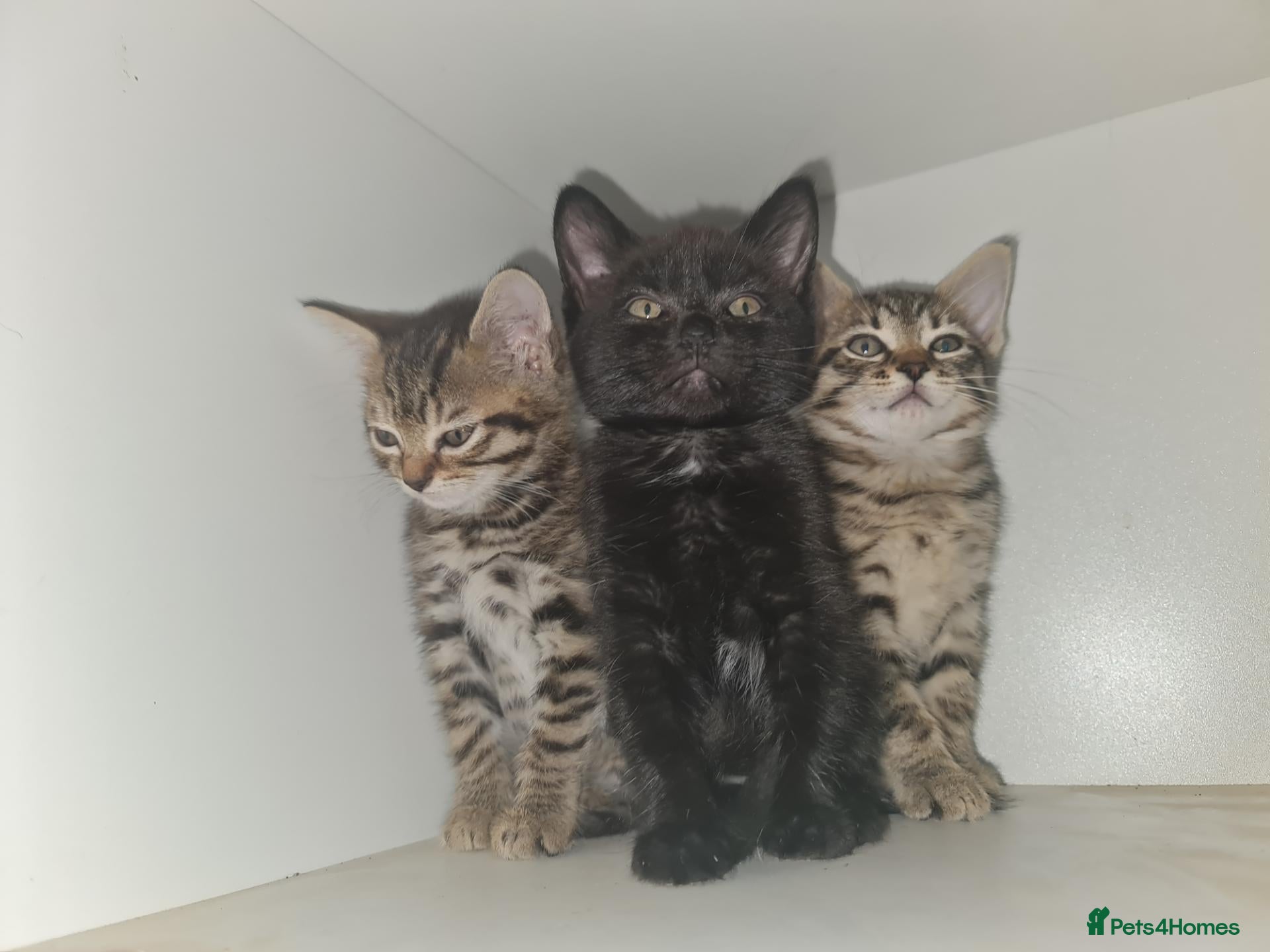 Mixed Breed cats 3 girl kittens for sale  - Advert 1