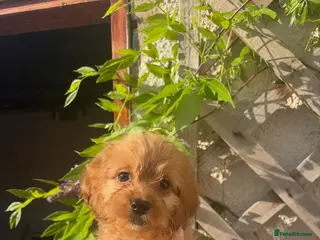 Cockapoo dogs Only 2 left available 🐶 F1 cockapoos - Advert 7