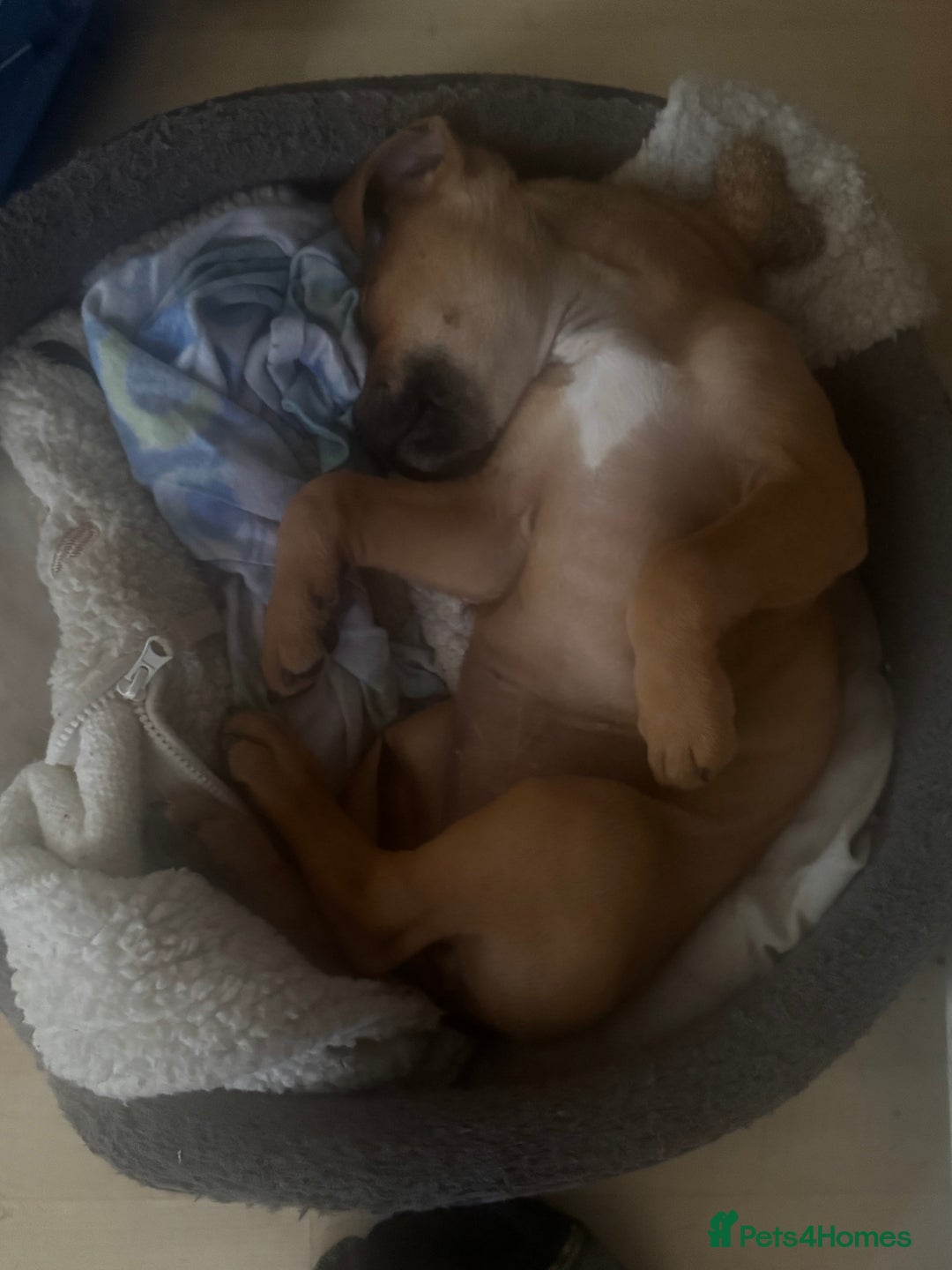 Mixed Breed dogs for sale: 1 girl left 8 weeks  in Billingham - Image 8