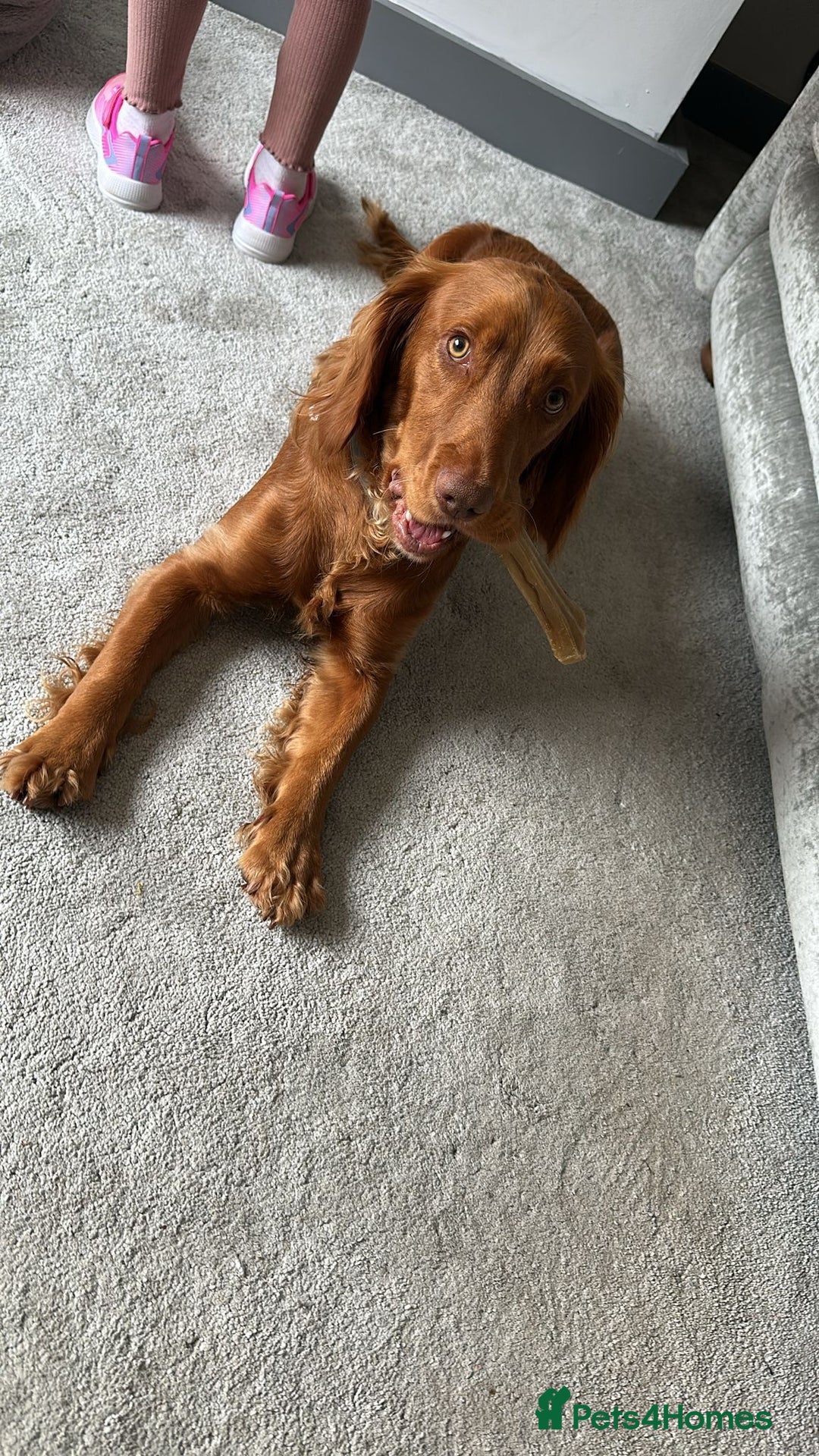 Cocker Spaniel dogs for sale: Cocker spaniel  - Advert 3