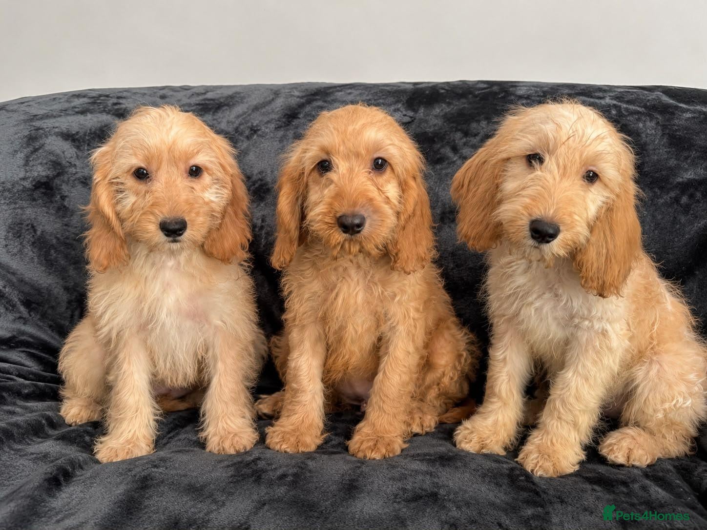 Cockapoo dogs for sale: Cockapoo Girls Ready Now  - Advert 21