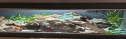 Corn Snake reptiles for sale: Amel corn snake+viv in Preston - Advert 1