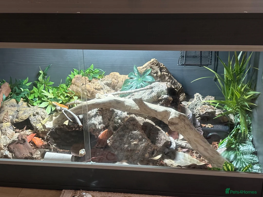 Corn Snake reptiles for sale: Amel corn snake+viv in Preston - Advert 1