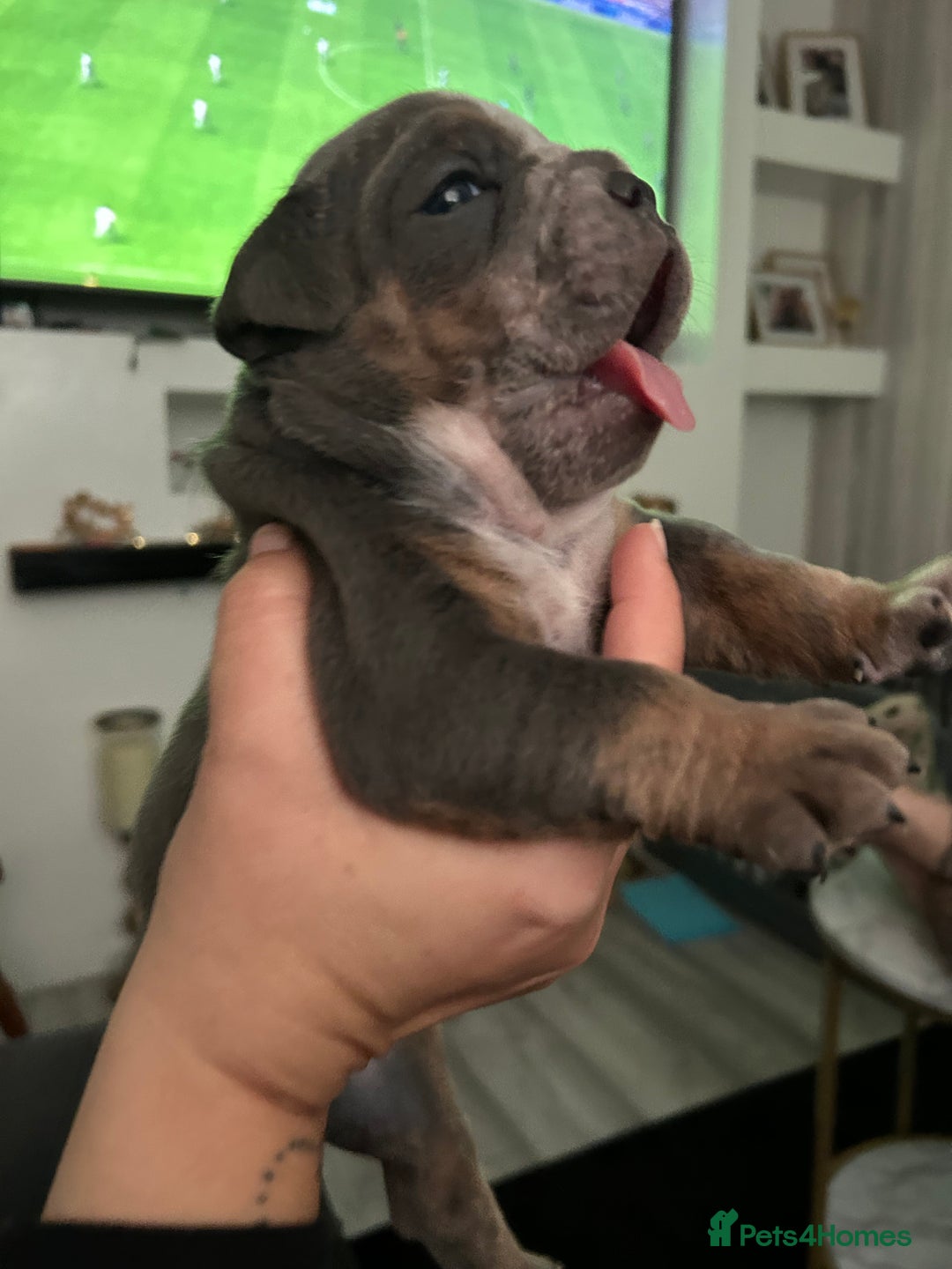 English Bulldog dogs for sale: Beautiful Olde English bulldogs  - Image 4