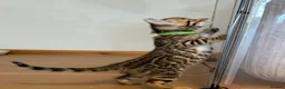 Bengal cats for sale: Stunning TICA registered Bengal kittens - Advert 9