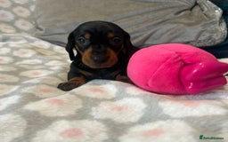 Dachshund dogs for sale: Standard smooth dachshunds from champion parents - Image 7