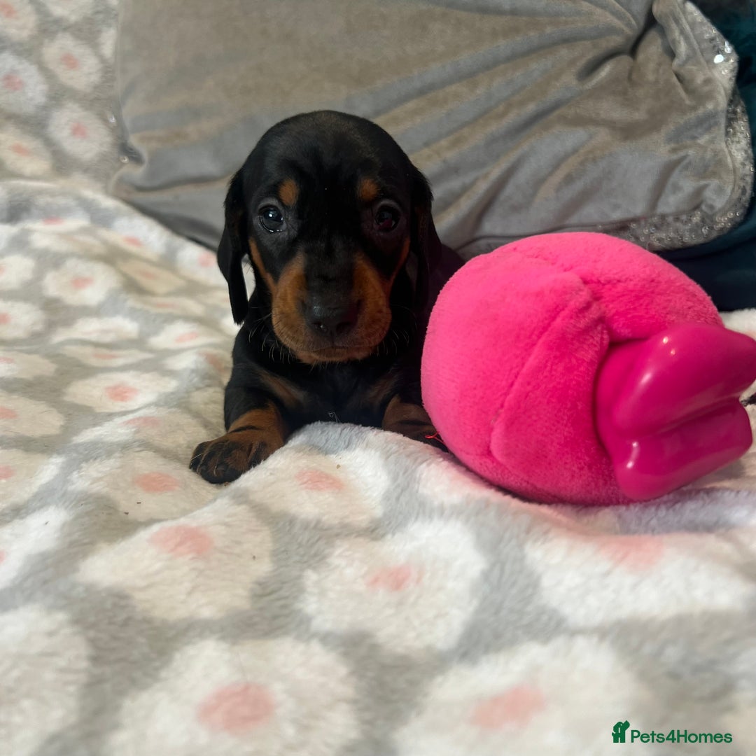 Dachshund dogs for sale: Standard smooth dachshunds from champion parents - Image 7