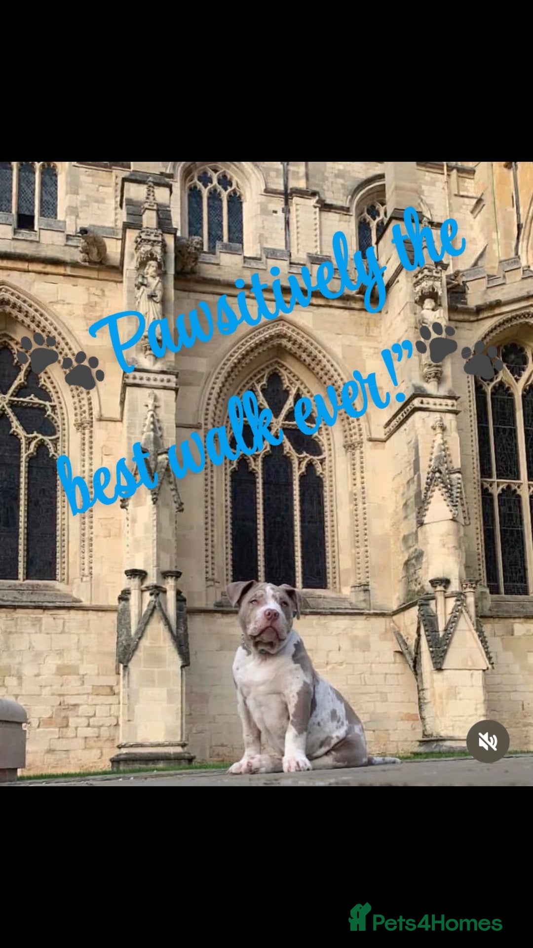 American Bully dogs for stud: Beautiful STUD - Advert 3