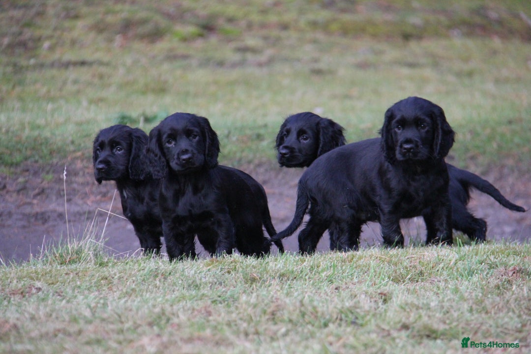 Cocker Spaniel dogs for sale: Gorgeous KC Reg Cocker Spaniels for Forever Homes - Advert 28