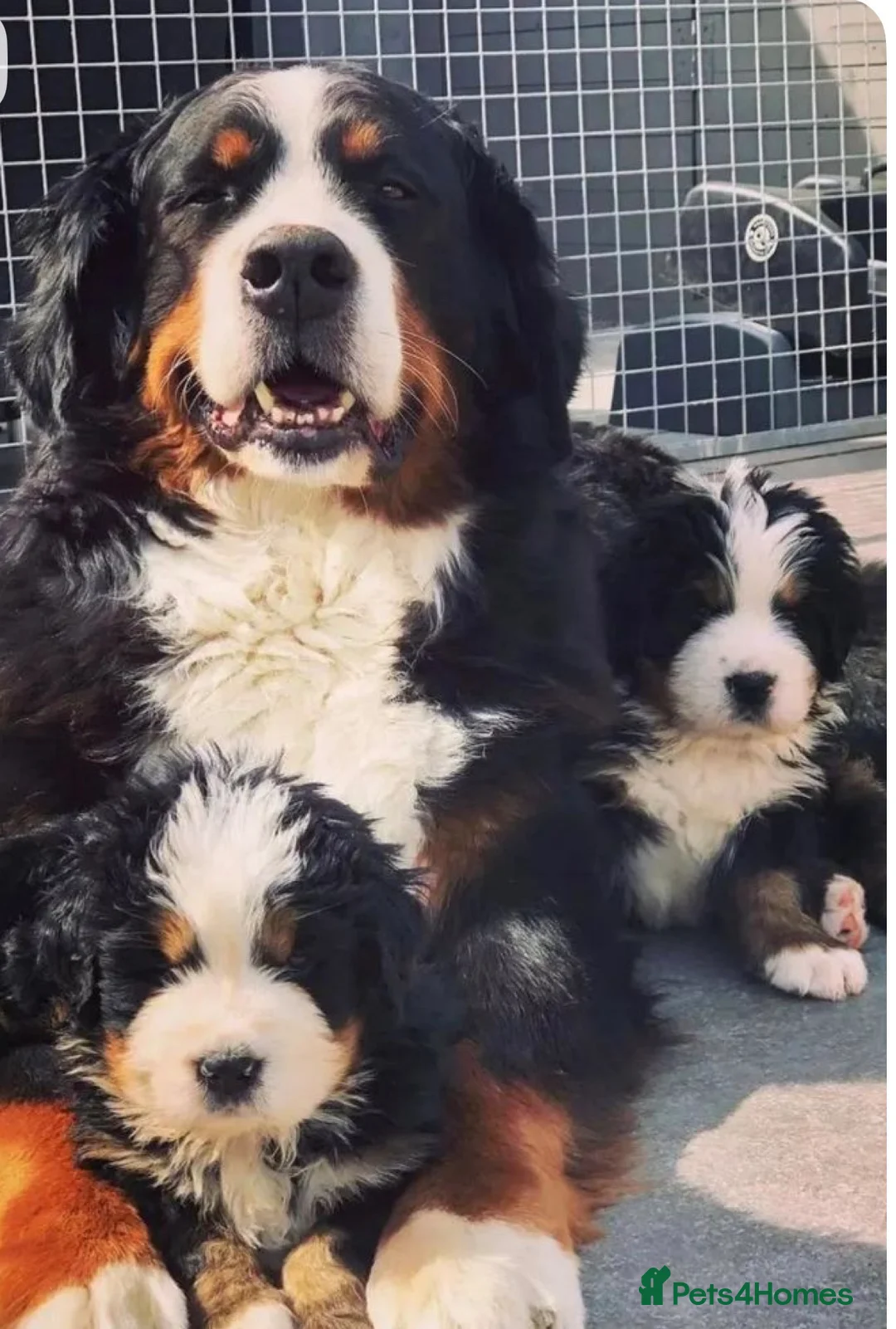 Bernese Mountain Dog dogs for sale: 2 Active Bloodline Bernese Mountain Dog Puppies in Glasgow - Advert 9