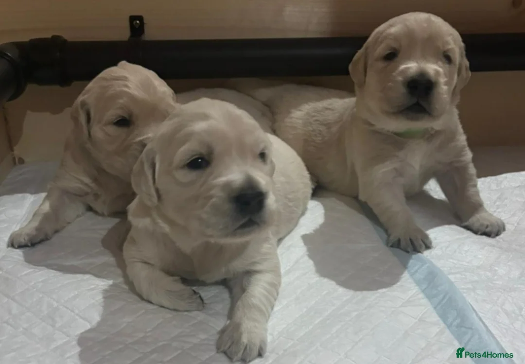 Golden Retriever dogs for stud:   ICT CLEAR Proven Golden Retriever for stud in Manchester - Advert 14