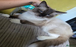 Ragdoll cats for sale: 3 beautiful girls ragdoll x domestic left! - Image 12