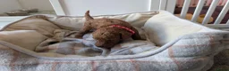 Miniature Poodle dogs for sale: KC Registered Red Miniature Poodle Puppies 0% COI - Advert 4