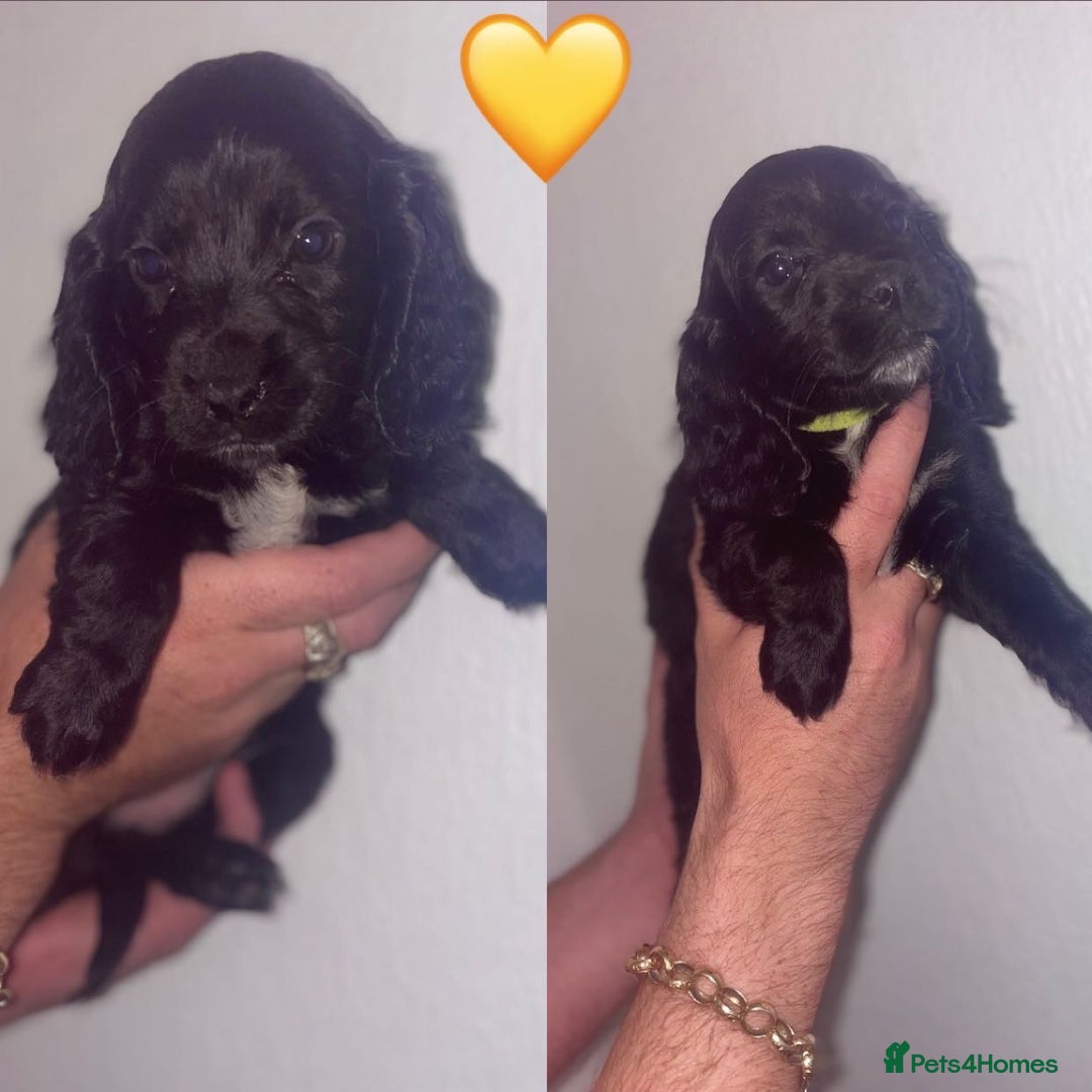Cocker Spaniel dogs for sale: Cocker spaniel - Image 3
